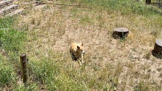 Dingos im Wildlife Park