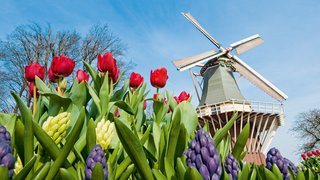 Tulpen und Windmühle in Amsterdam Bunte Tulpen und eine Windmühle in Amsterdam