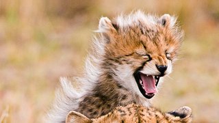 Afrikas Tierwelt Afrikas Tierwelt