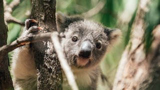 Ausflugs-Highlights in Adelaide
